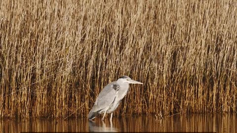 Daily Horoscope | Leo 🌟