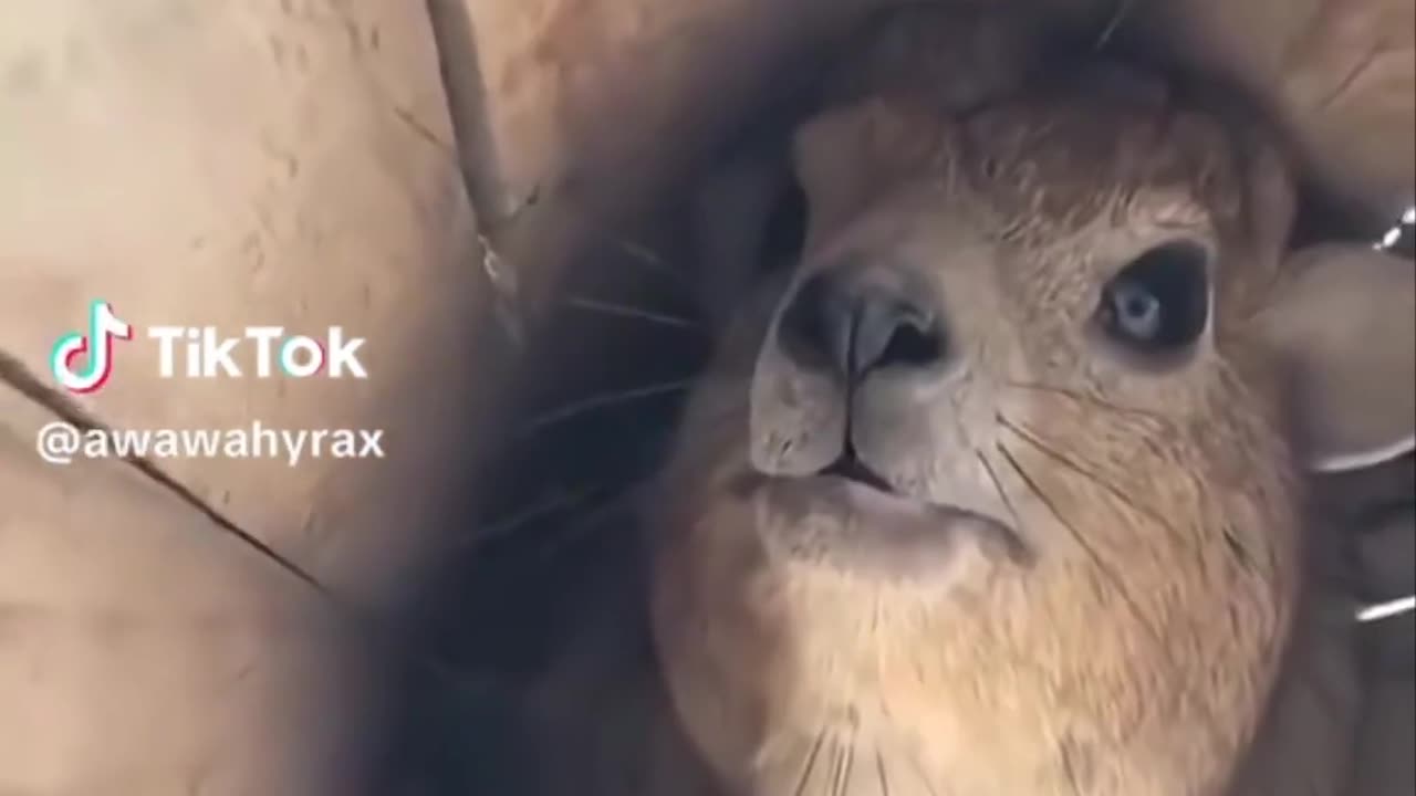 🦡😂 Meet Henry, the Hyrax with a Big Personality! | FunFM