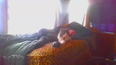 Gizmo mogging Fish