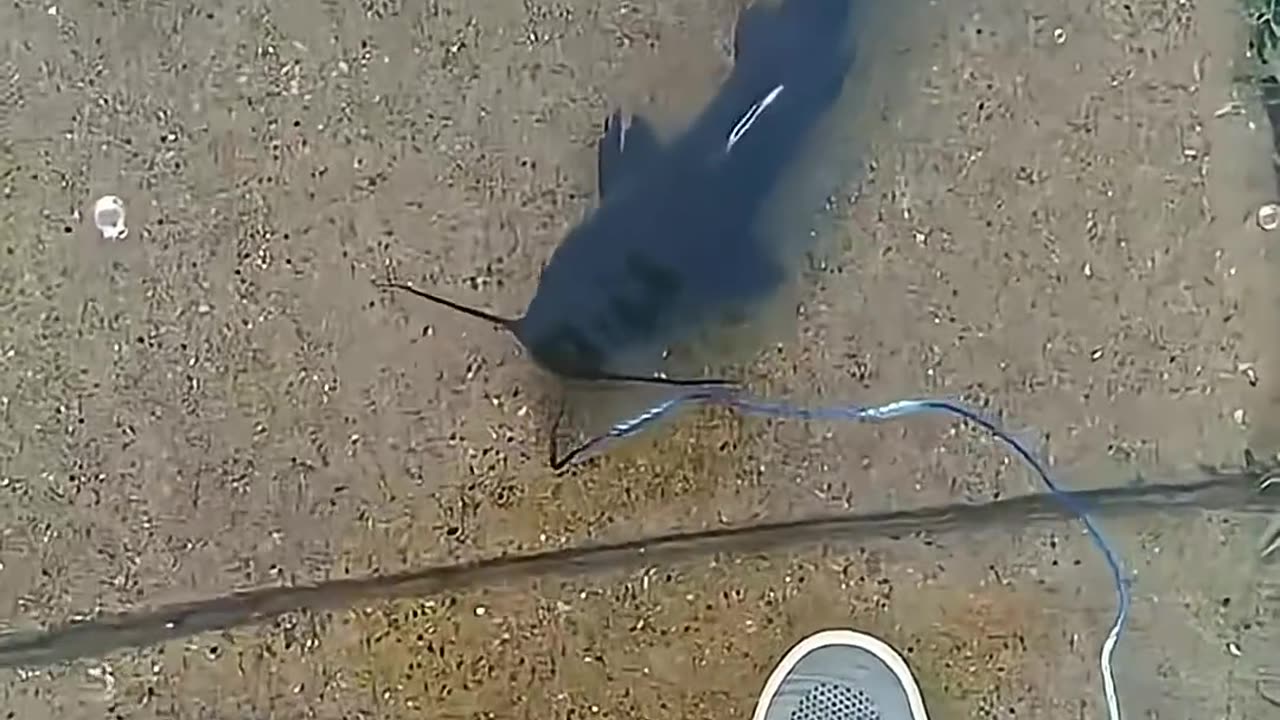 Fish core😊