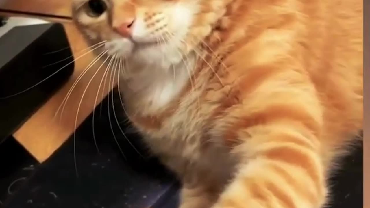 Cat Hates Being Touched – Funniest Reactions Ever! 🐱😂