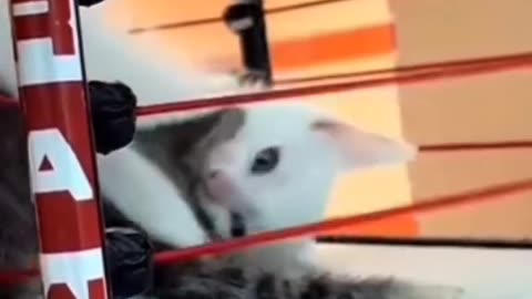 Kitten wrestling