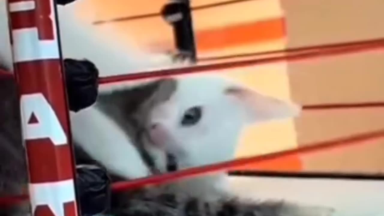 Kitten wrestling