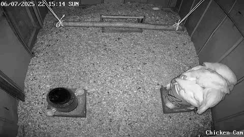 Millar Time Chicken Cam