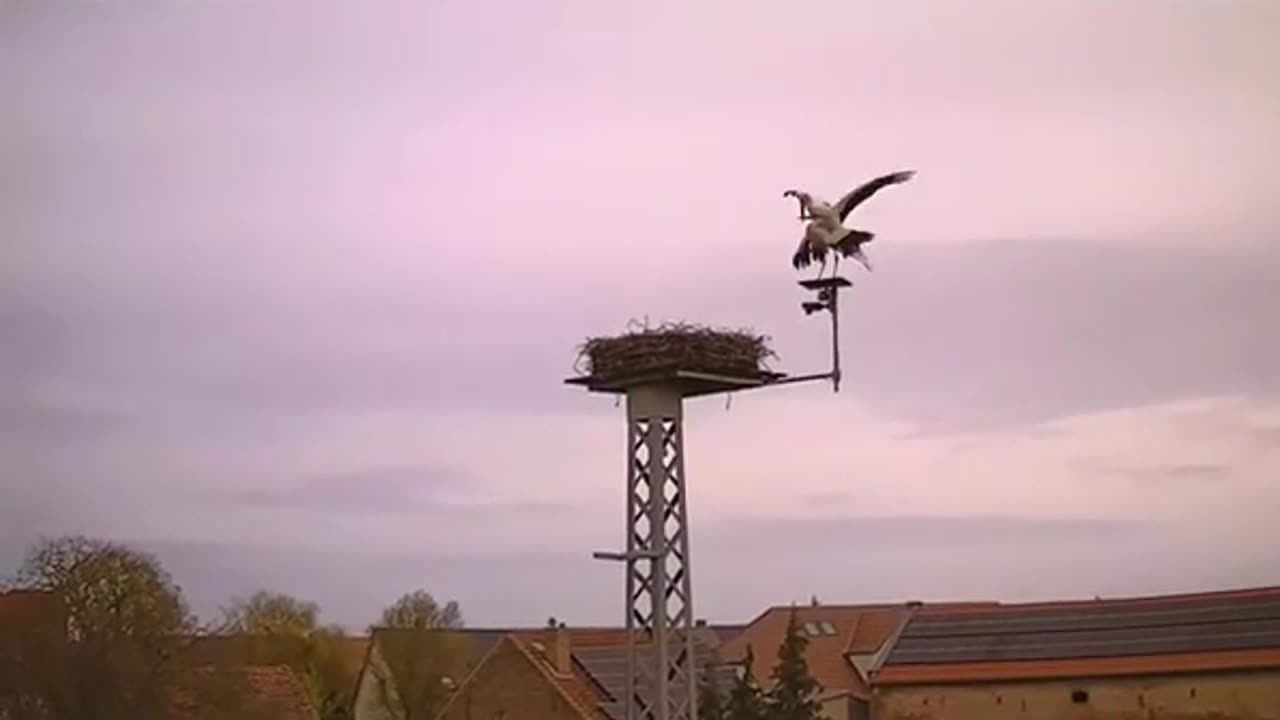 Stork love 💞 on camera, but where is the privacy :)