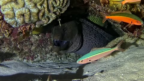 Fish Has a Close Call With Moray Eel