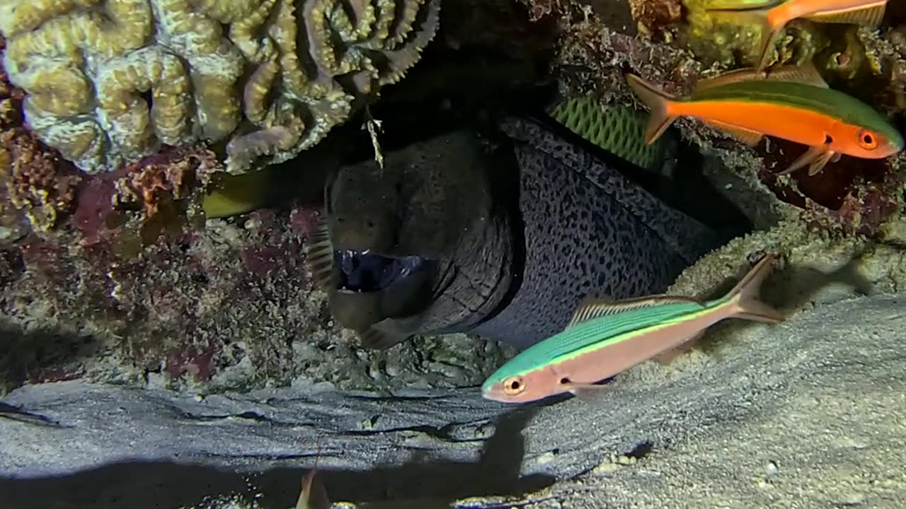 Fish Has a Close Call With Moray Eel
