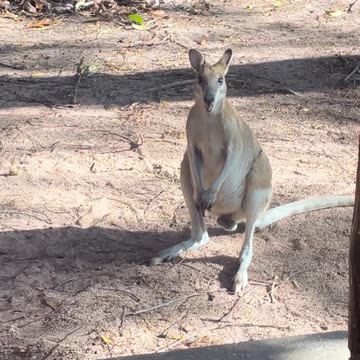 Kangaroo diaries only in Australia 🇦🇺