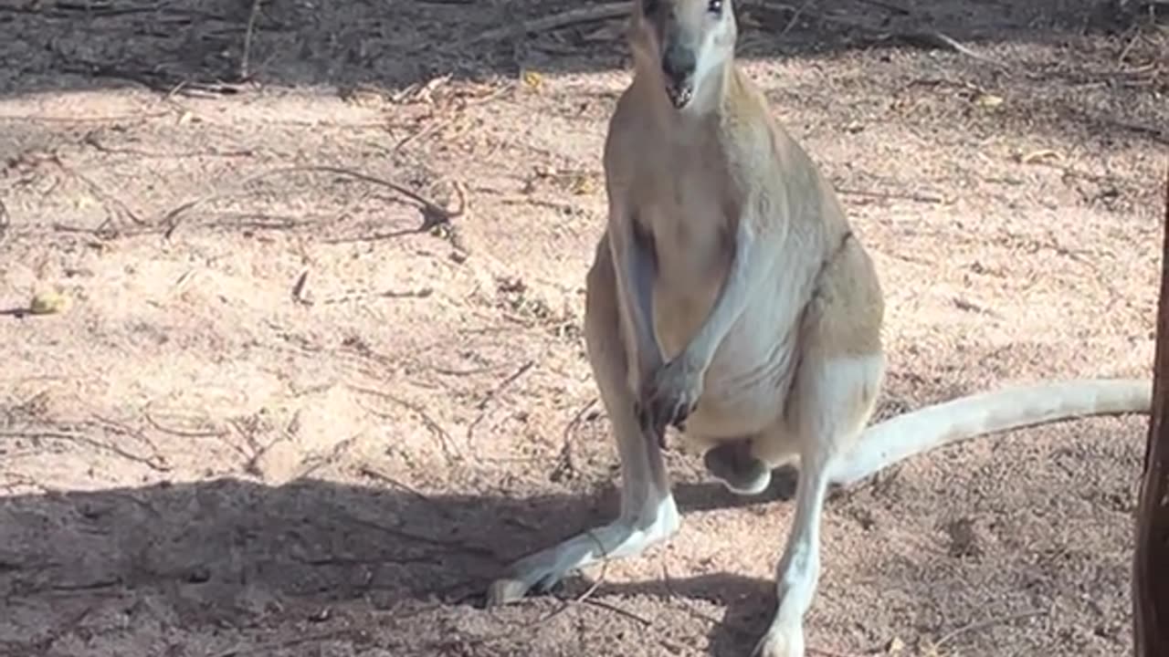 Kangaroo diaries only in Australia 🇦🇺