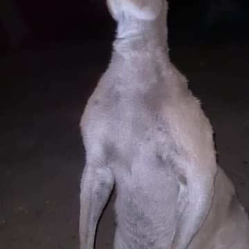 Kangaroo diaries in Australia