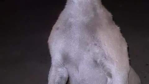 Kangaroo diaries in Australia