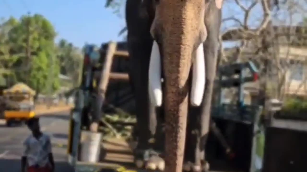 Kerala's Tallest Elephant Chirakkal Kalidasan | Chirakkal Kalidasan