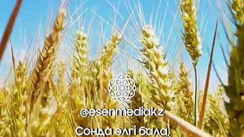 Патша мен Диқан #shorts #esenmediakz