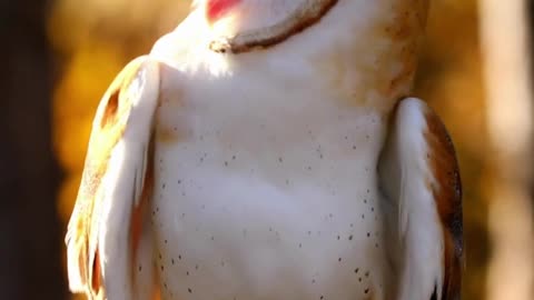 Did you know this owl’s face works like a satellite dish?