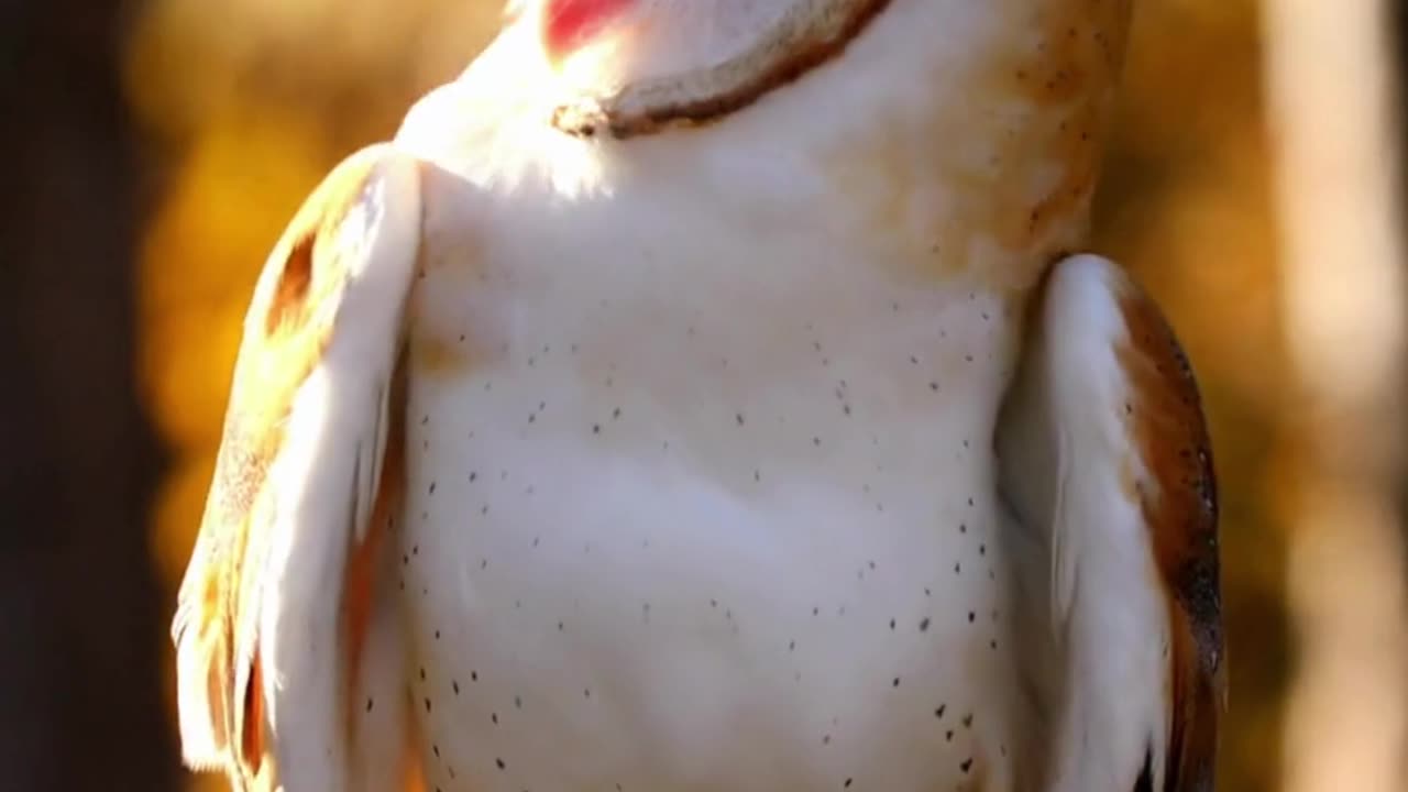 Did you know this owl’s face works like a satellite dish?