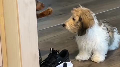 Dog Stops Brother From Playing With Shoes