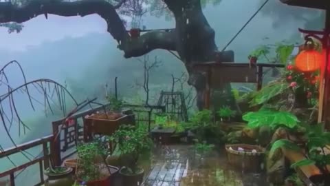 Wooden Deck Beneath Tree Canopy.
