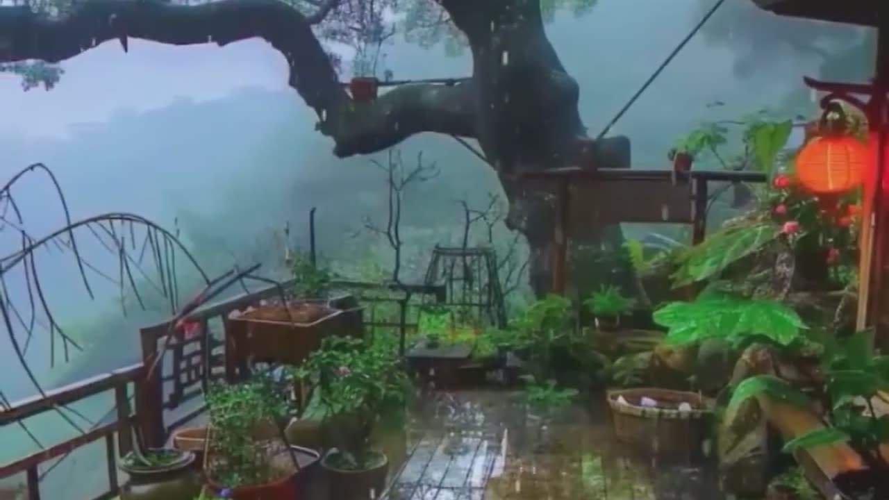 Wooden Deck Beneath Tree Canopy.