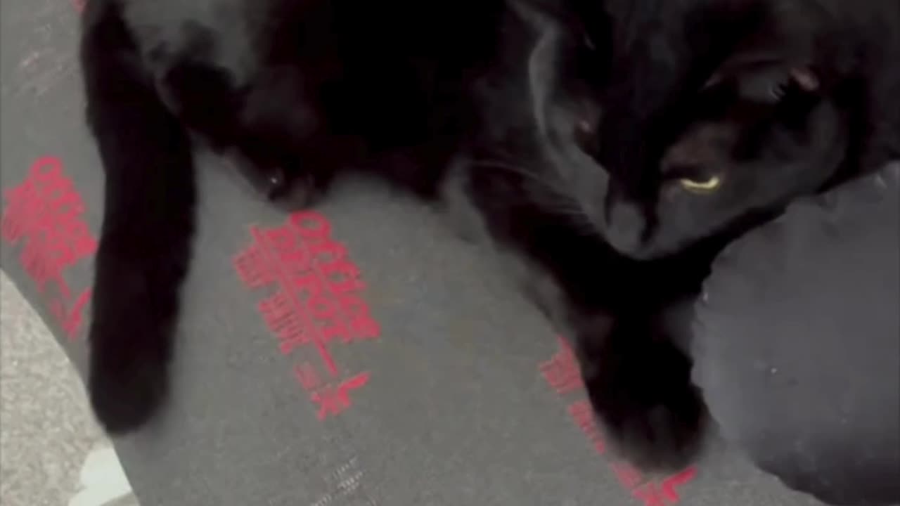 Precious Piper is a Great Example of an Office Manager - Adopting a Cat from a Shelter Vlog #shorts