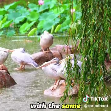 why do ducks stay still under the rain