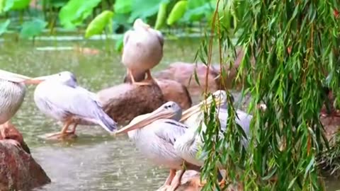 why do ducks stay still under the rain