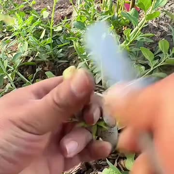 How to Breeding Ep (1)