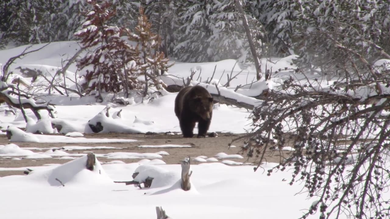 Finally spring, or National Parks bear awareness