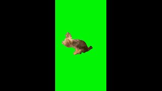 Dog Scooting | Green Screen #dog #dogs #puppy #yorkie #iwokeupinanewbugatti #trend