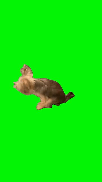 Dog Scooting | Green Screen #dog #dogs #puppy #yorkie #iwokeupinanewbugatti #trend