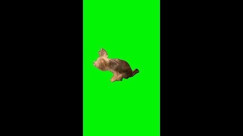 Dog Scooting | Green Screen #dog #dogs #puppy #yorkie #iwokeupinanewbugatti #trend