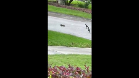 Brutal Hawk Attack Leaves Chicks Defenseless!🦅💔