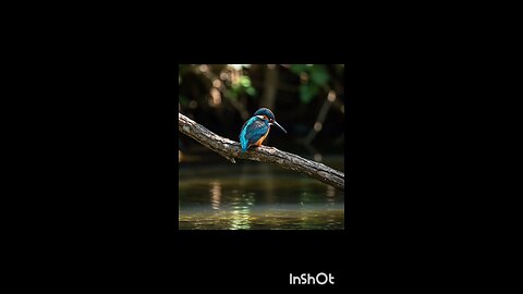enjoy kingfisher 😀😀🐦🐦