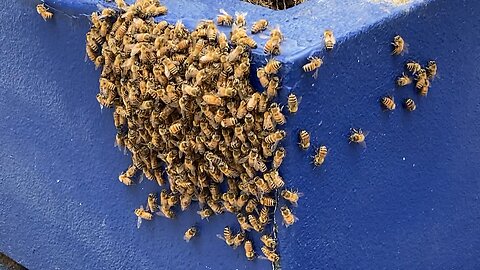 Hive Mind (Manhattan)