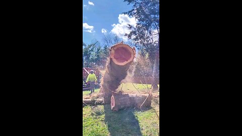 Tree Felling Chaos