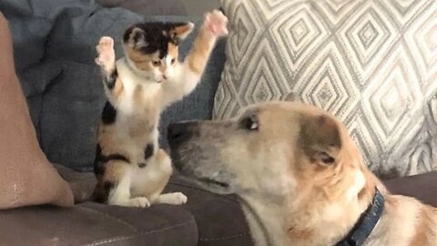 I Thought My Cat Hated Dogs... 😂 Funny Cat and Dog Videos 2025