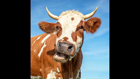 Cows