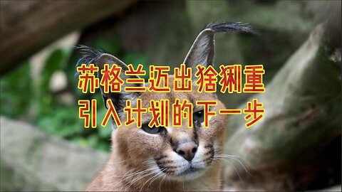 苏格兰迈出猞猁重引入计划的下一步