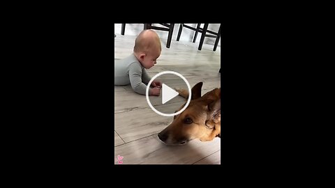 Cute dogs, funny cats, chatty birds and adorable babies