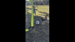 New Year’s Day chicken soccer finals