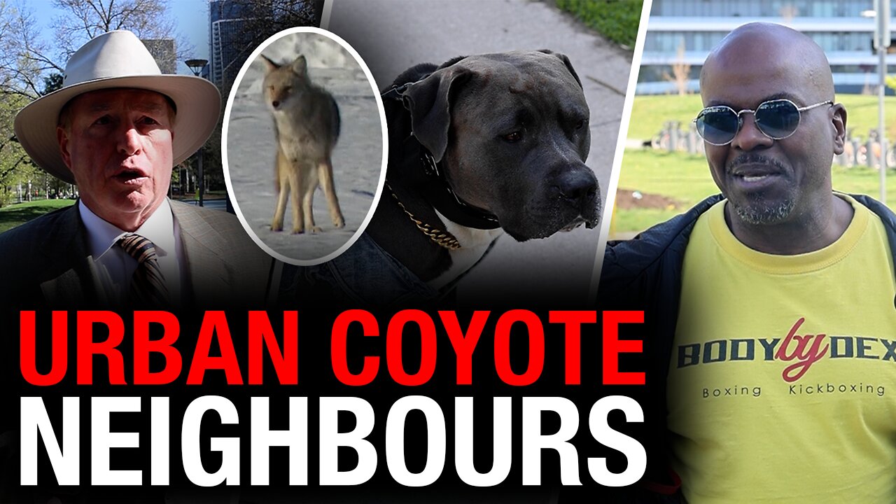 Coyotes run rampant in Toronto neighbourhood as city urges 'cohabitation'