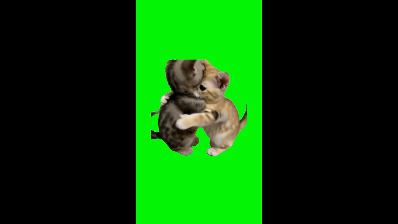 Kittens Hugging | Green Screen