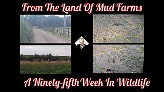 A Ninety-fifth Week In Wildlife - From The Land of Mud Farms !