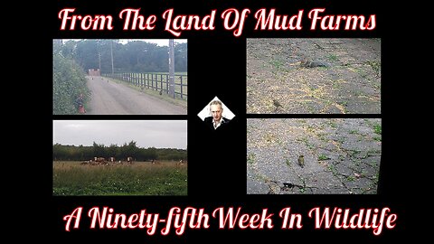 A Ninety-fifth Week In Wildlife - From The Land of Mud Farms !