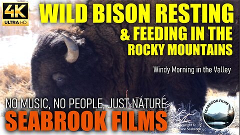 Wild Bison Resting and Feeding in the Rocky Mountains