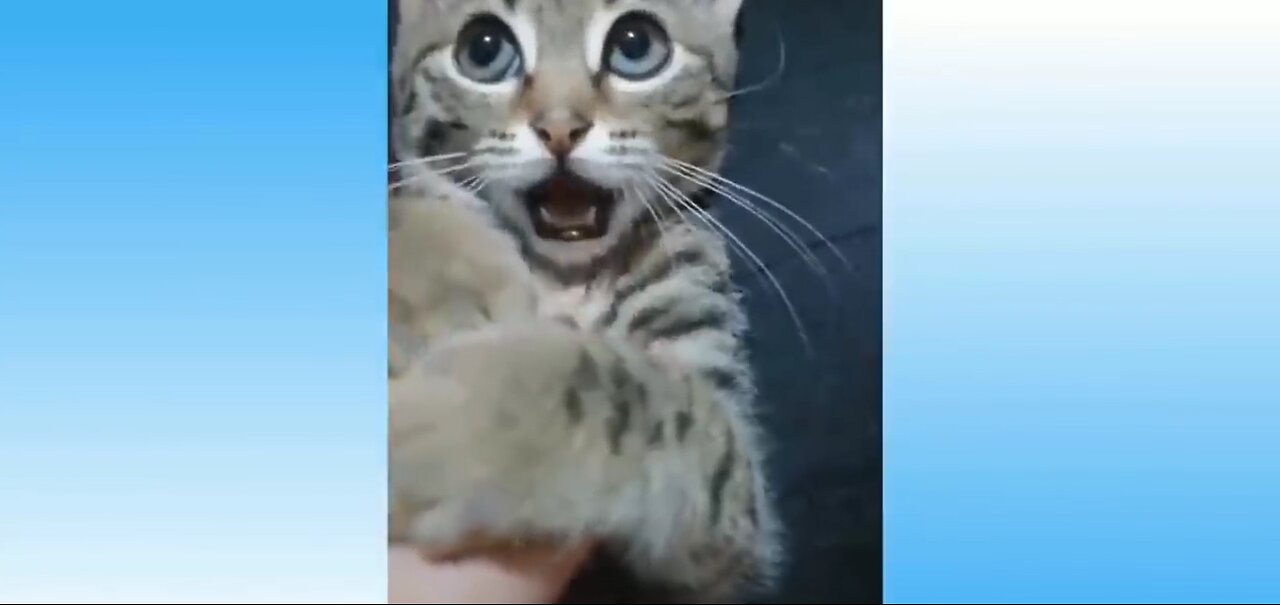 Funny Animals