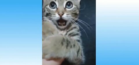 Funny Animals