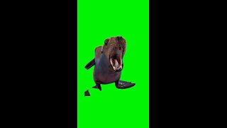 Marcus the Sea Lion | Green Screen #sealion #literallyme #seals #funny #viral