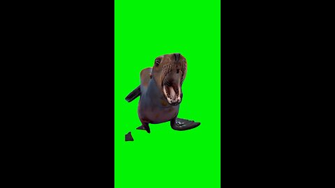 Marcus the Sea Lion | Green Screen #sealion #literallyme #seals #funny #viral