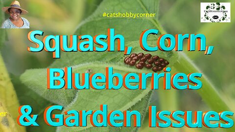 Squash, Corn, Blueberries & Other Garden Issues - #catshobbycorner #pest