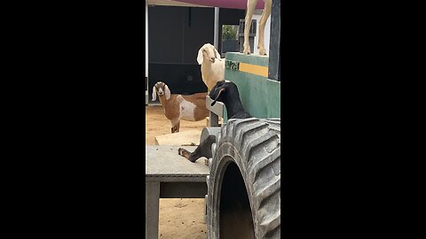 Goats 🐐 #goats #followme #trending #goat #viral #shorts